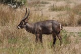 flehmender Wasserbock / flehming waterbuck