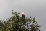 Schreiseeadler / African fish eagle