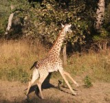 running giraffe