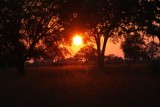 sunset over senna plants