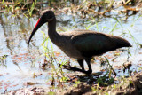 hadeda ibis / Hagedasch