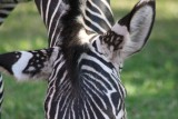 spots on the ears