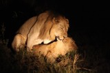 lions mating