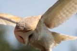 Schleiereule / barn owl