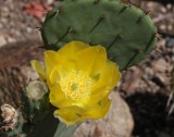 Opuntia