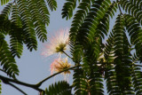 Seidenakazie oder Schlafbaum / silk tree