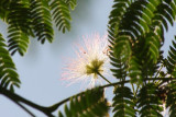 Seidenakazie oder Schlafbaum / silk tree