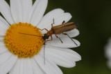 Rothalsbock / red longhorn beetle