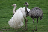 balzender Nandu / rhea displaying