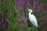 Egretta garzetta