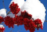 Highbush Cranberry Under Snow