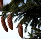 Pinecones in Silhouette