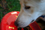 Red Frisbee and Fiona