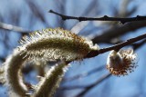 Pussy Willow and Pollen