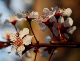 Plum Blossoms