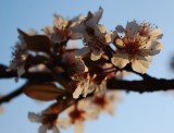 Plum Blossoms At Sunset