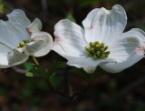 Wild Dogwood