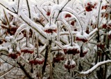 Ice Bending Cranberry Bushes