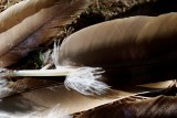 Turkey Vulture Feathers