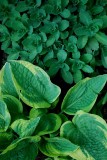 Hosta And Euphorbia