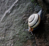 A Snails Pace