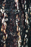 Wet Bark