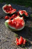 Smashed Watermelon