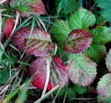 Virginia Creeper Turning Red