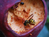 Hornet On Chewed Apple