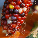 Indian Corn In View