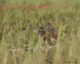 Chevche des terriers / Burrowing Owl  8625