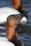 Canvasback 3290