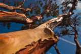 Arbutus - Madrona Trees 