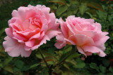 New York Botanical Garden