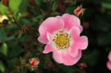 New York Botanical Garden
