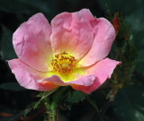 Clark Botanic Garden