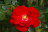 Old Westbury Gardens