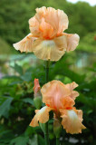 Old Westbury Gardens