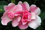 Old Westbury Gardens