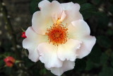 Old Westbury Gardens