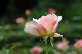 Old Westbury Gardens