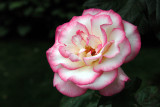 Old Westbury Gardens