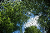 Old Westbury Gardens