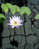 New York Botanical Garden