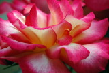  Clark Botanic Garden