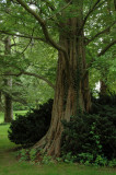 Bailey Arboretum
