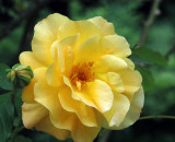 Old Westbury Gardens