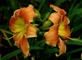 Clark  Botanic Garden