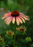Clark Botanic Garden
