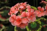 New York Botanical Garden